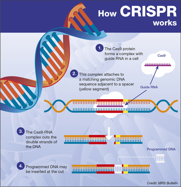 CRISPR-1_VIDIClanakVelika.jpg